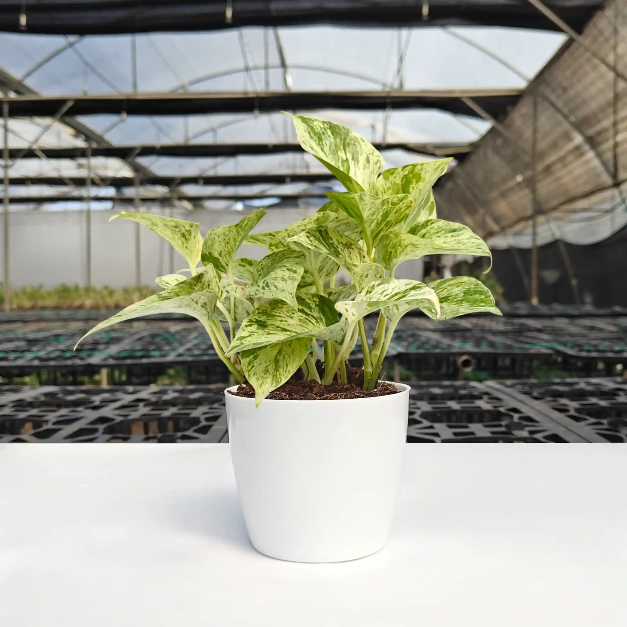 Money Plant Marble Plant